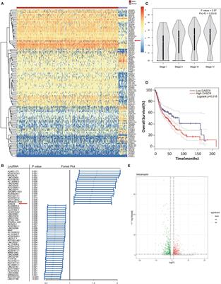 Frontiers | Long Non-Coding RNA Cancer Susceptibility Candidate 9 